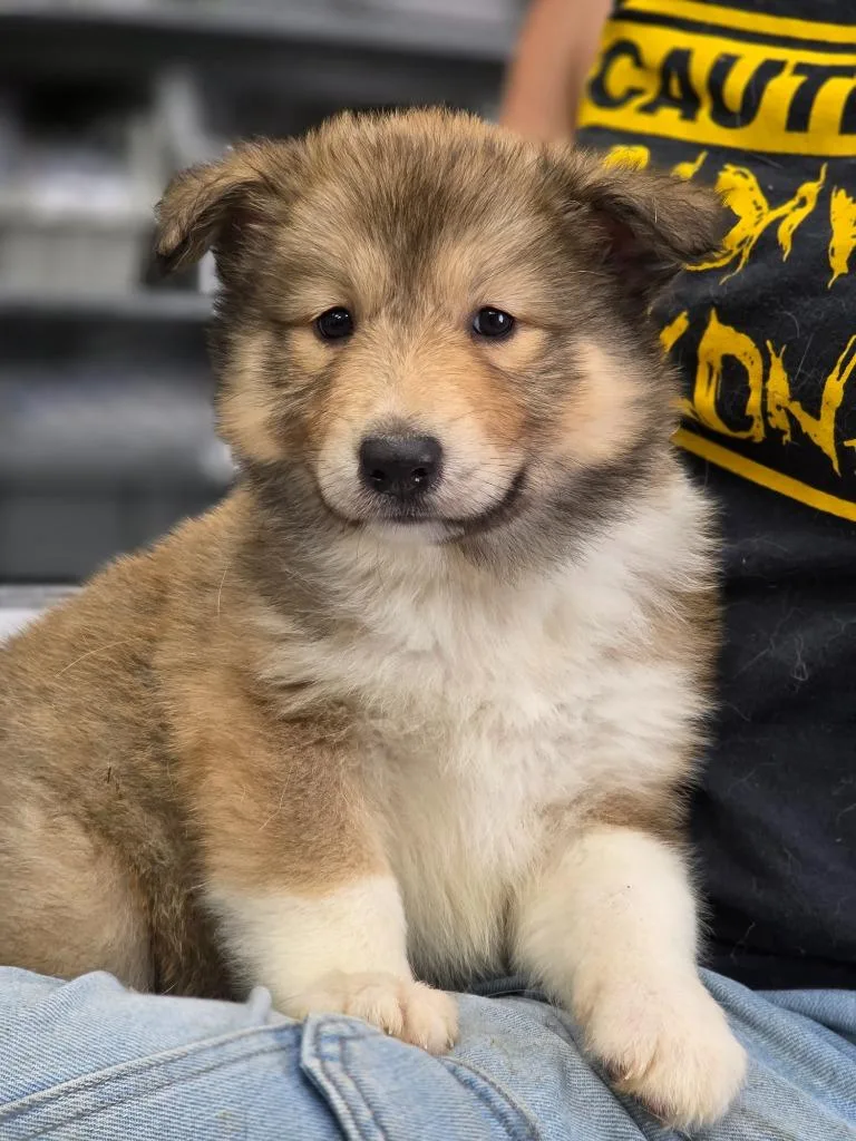 A baby small-sized female Collie dog named Ellie for adoption in Carthage, MO