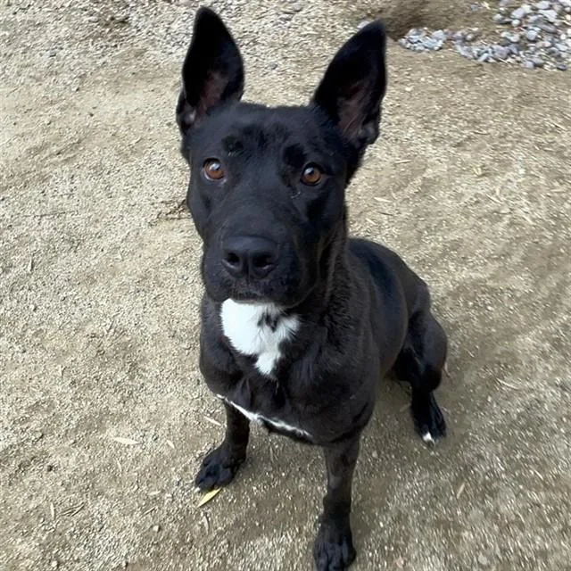 An adult large-sized female Pit Bull Terrier dog named Artemis for adoption in Ontario, CA