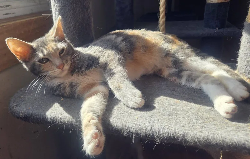 A baby small-sized female Domestic Short Hair cat named Mauve for adoption in Clymer, PA