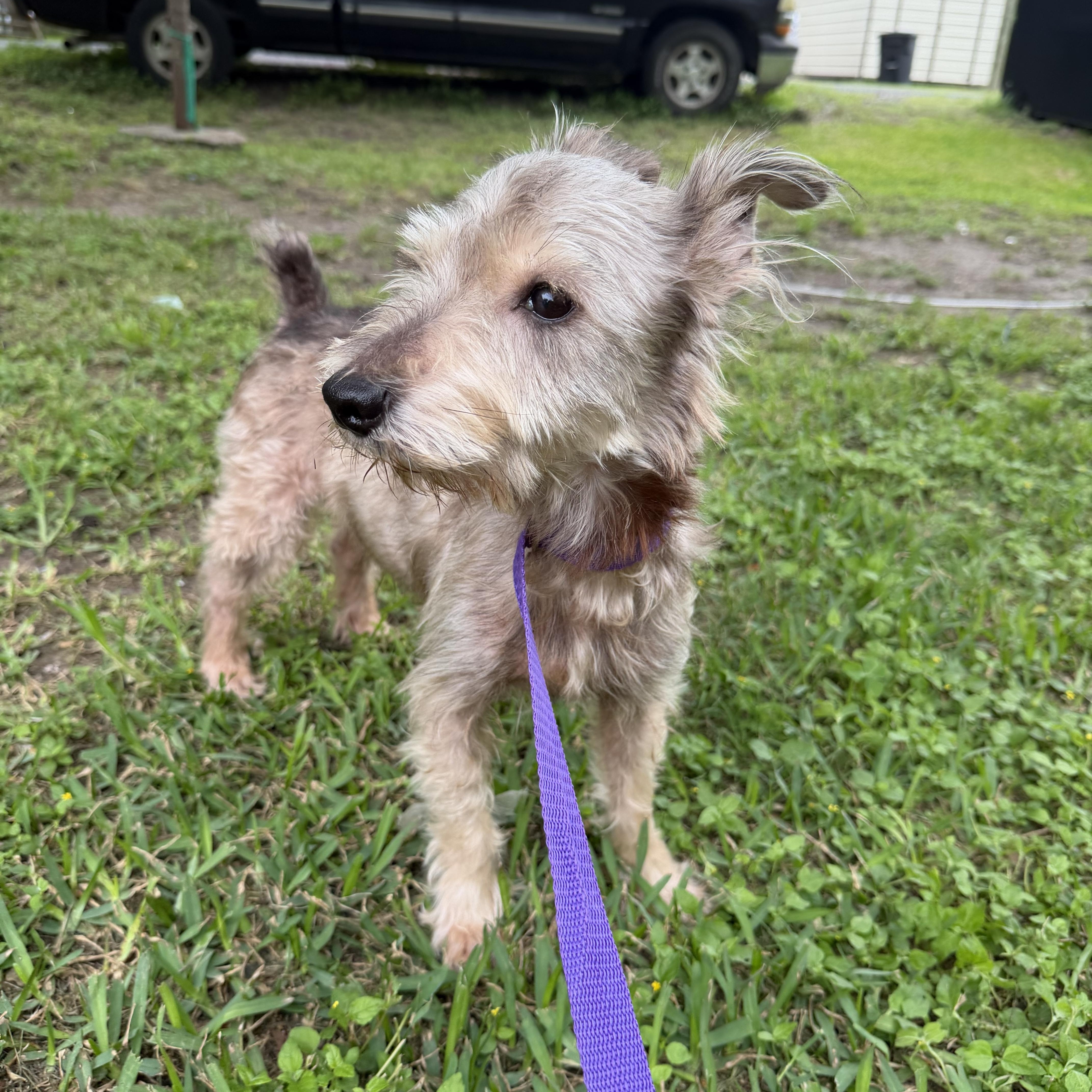 An adult small-sized male Miniature Schnauzer dog named Biggy for adoption in Louise, TX