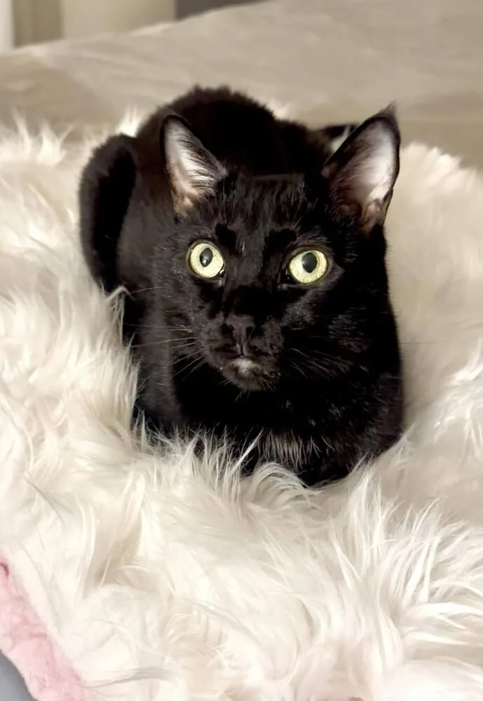 Coco Chanel thumbnail 3