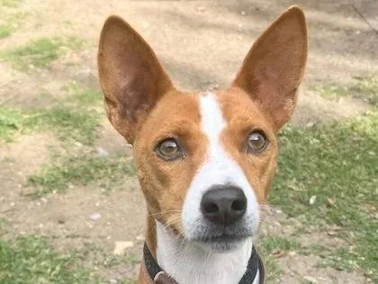 An adult medium-sized male Red / Chestnut / Orange Mixed Breed dog named Obi for adoption in Georgetown, TX