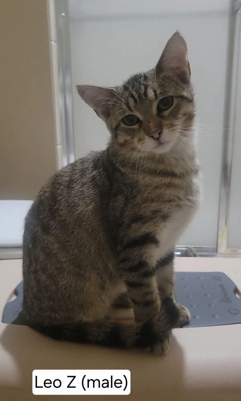 A baby medium-sized male Tabby (Brown / Chocolate) Tabby cat named Leo Z for adoption in Omaha, NE