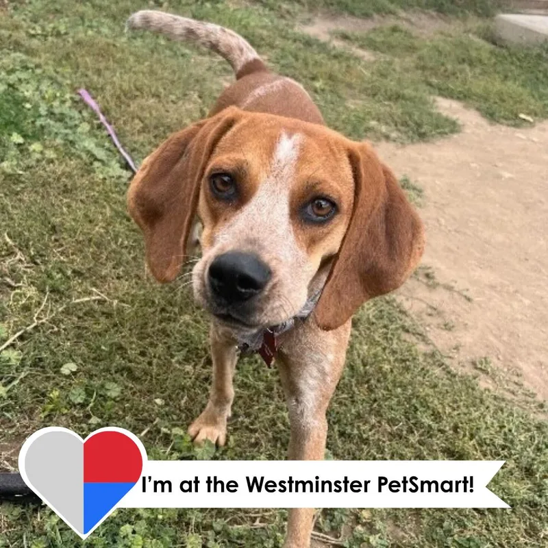 A young small-sized female Golden Beagle dog named Chena for adoption in Fort Collins, CO