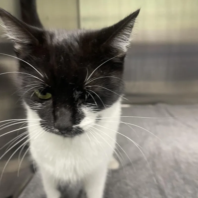 A young small-sized female Black Domestic Short Hair cat named Bandy for adoption in Georgetown, KY