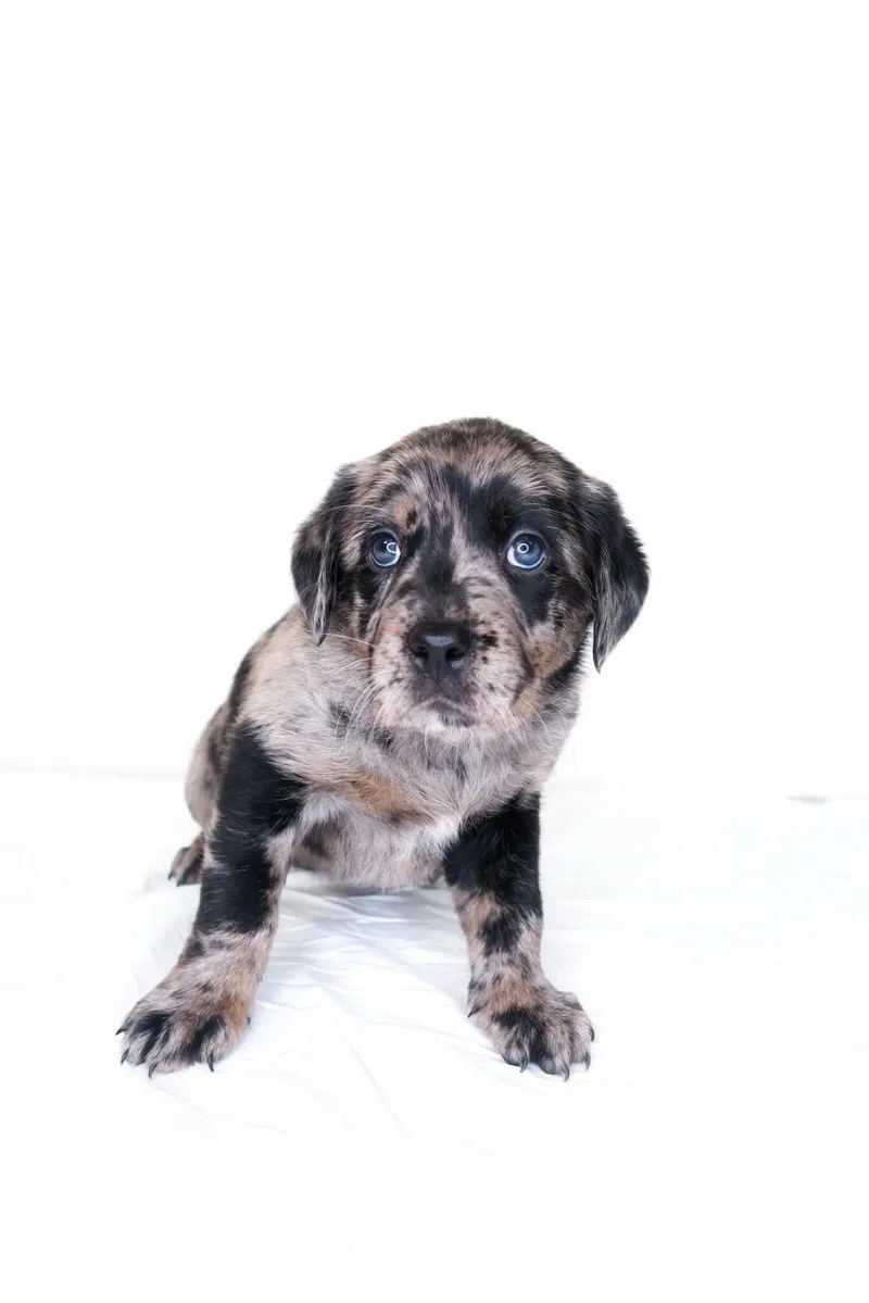 A baby large-sized female Merle (Blue) Labrador Retriever dog named Cora for adoption in Bixby, OK
