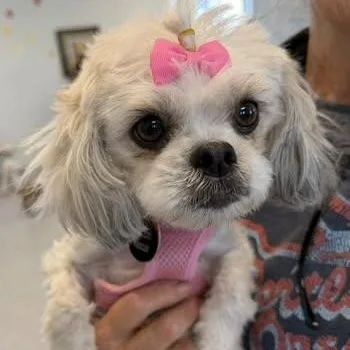 Givenchy Flagg thumbnail 2