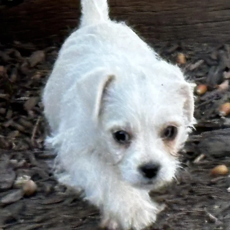 Givenchy Flagg thumbnail 3