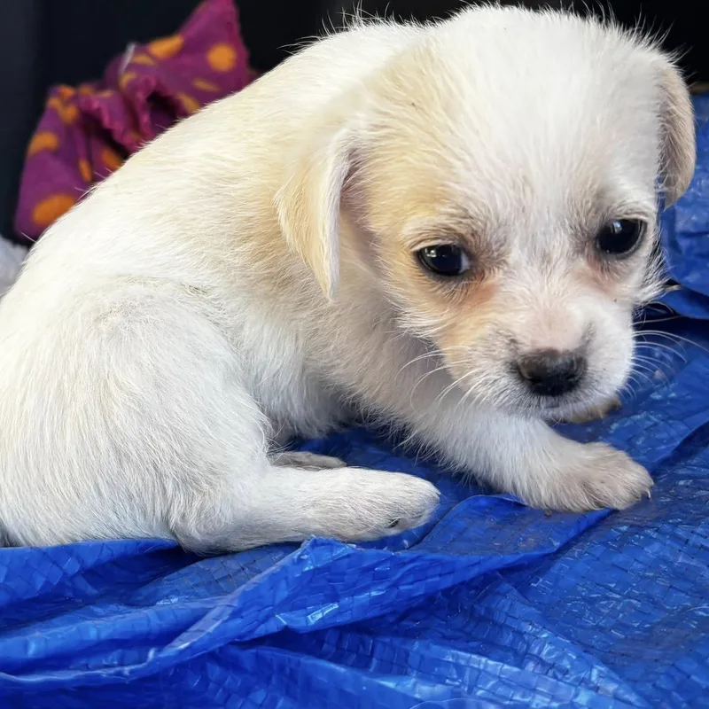 Givenchy Flagg thumbnail 4