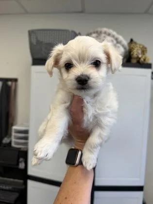 A baby small-sized male Maltese dog named Porky for adoption in Sacramento, CA
