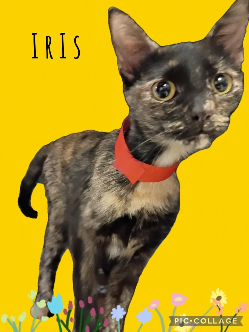 An adult small-sized female Tortoiseshell cat named Iris  Polydactyl for adoption in Muncie, IN
