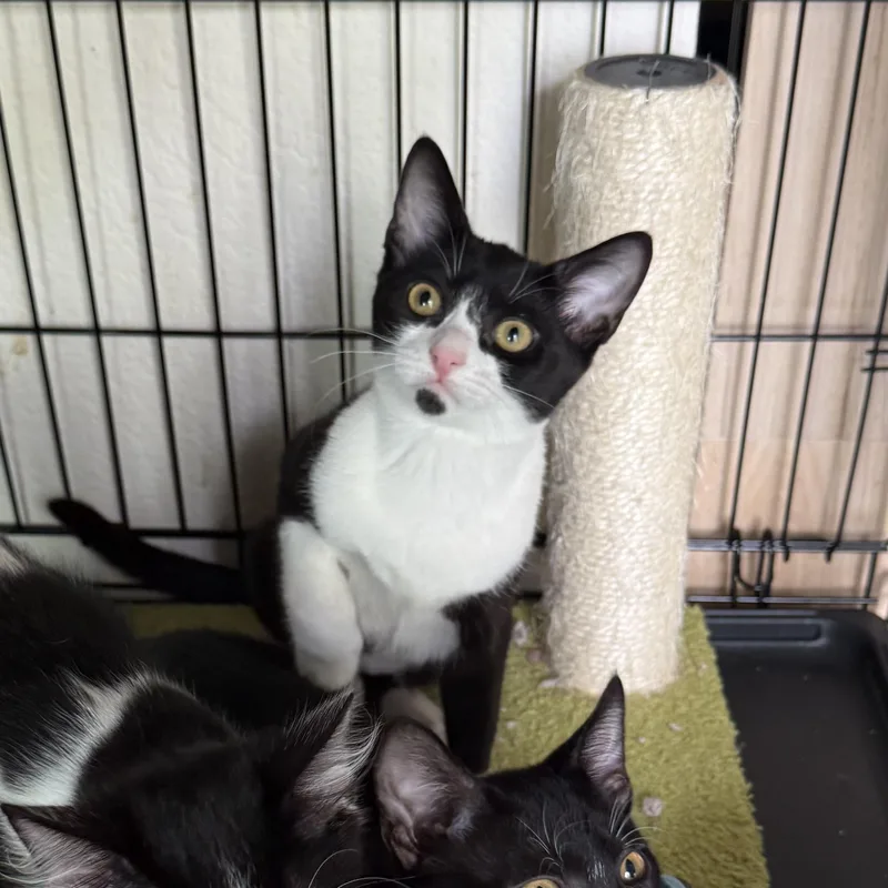 A baby medium-sized female Black & White / Tuxedo Domestic Short Hair cat named Stella for adoption in Los Angeles, CA