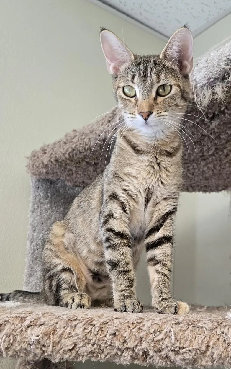 Zelda