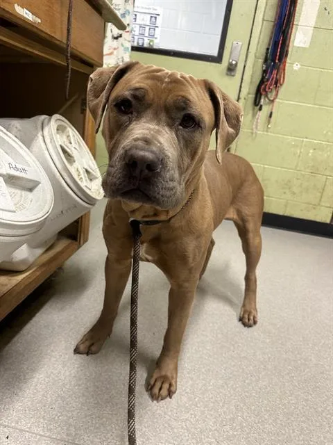 An adult large-sized female Pit Bull Terrier dog named Louise for adoption in Indianapolis, IN