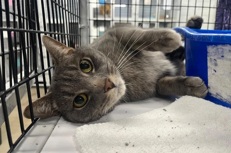 A young medium-sized male Domestic Short Hair cat named Raskal for adoption in Raleigh, NC
