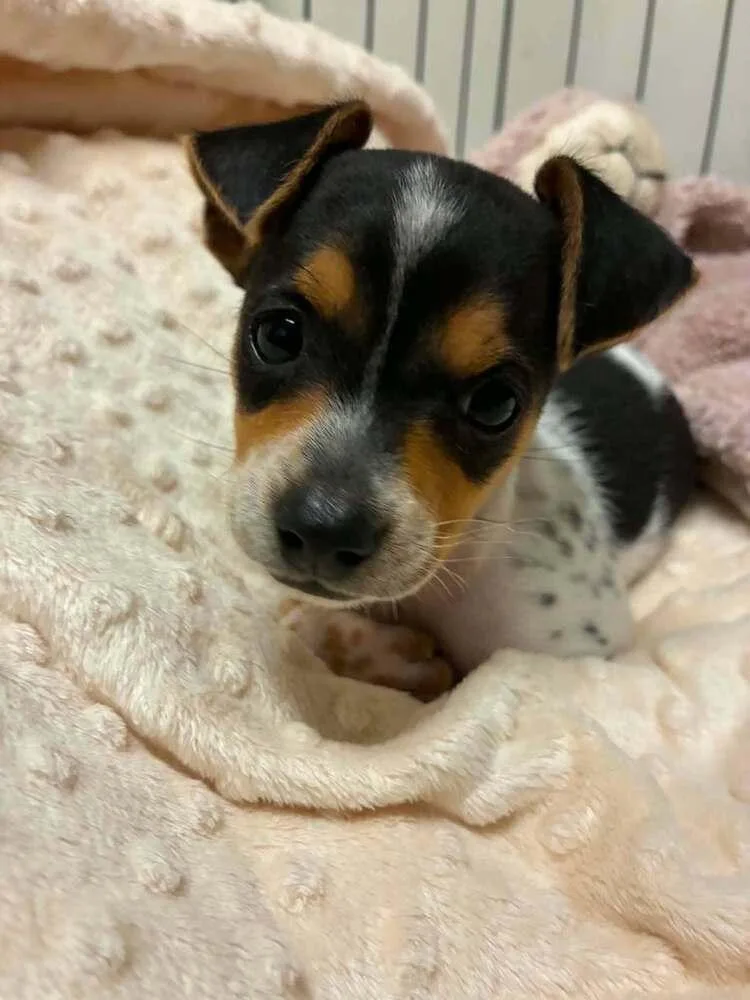 A baby small-sized male Dachshund dog named Sparkie for adoption in Parker, CO