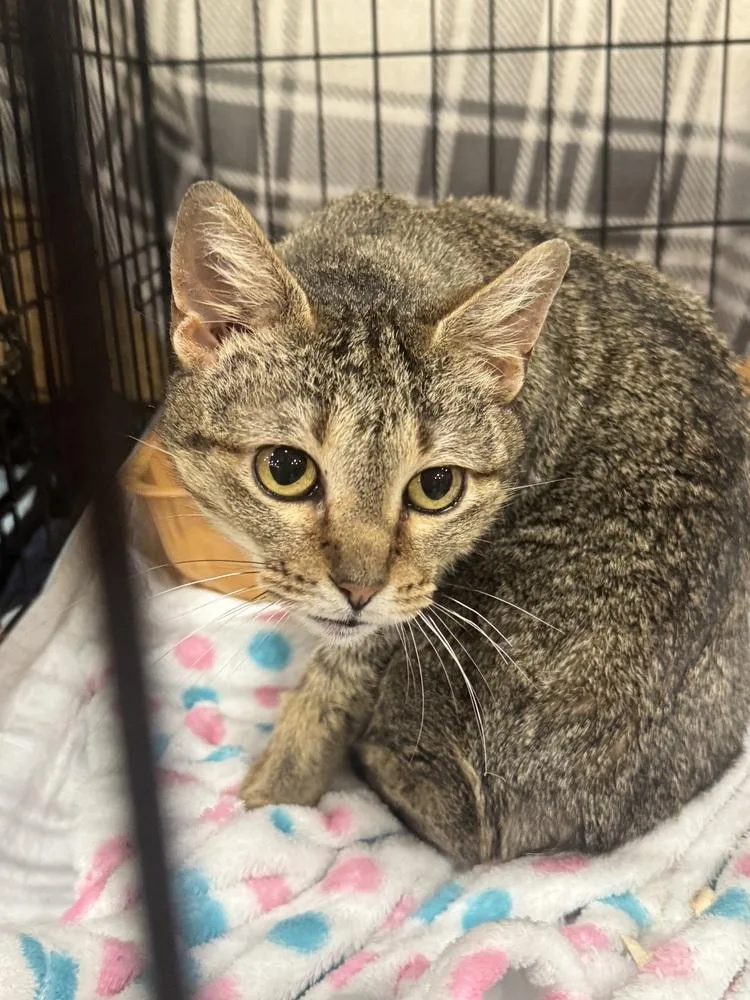 A young small-sized female Tabby cat named Nova for adoption in Plumerville, AR