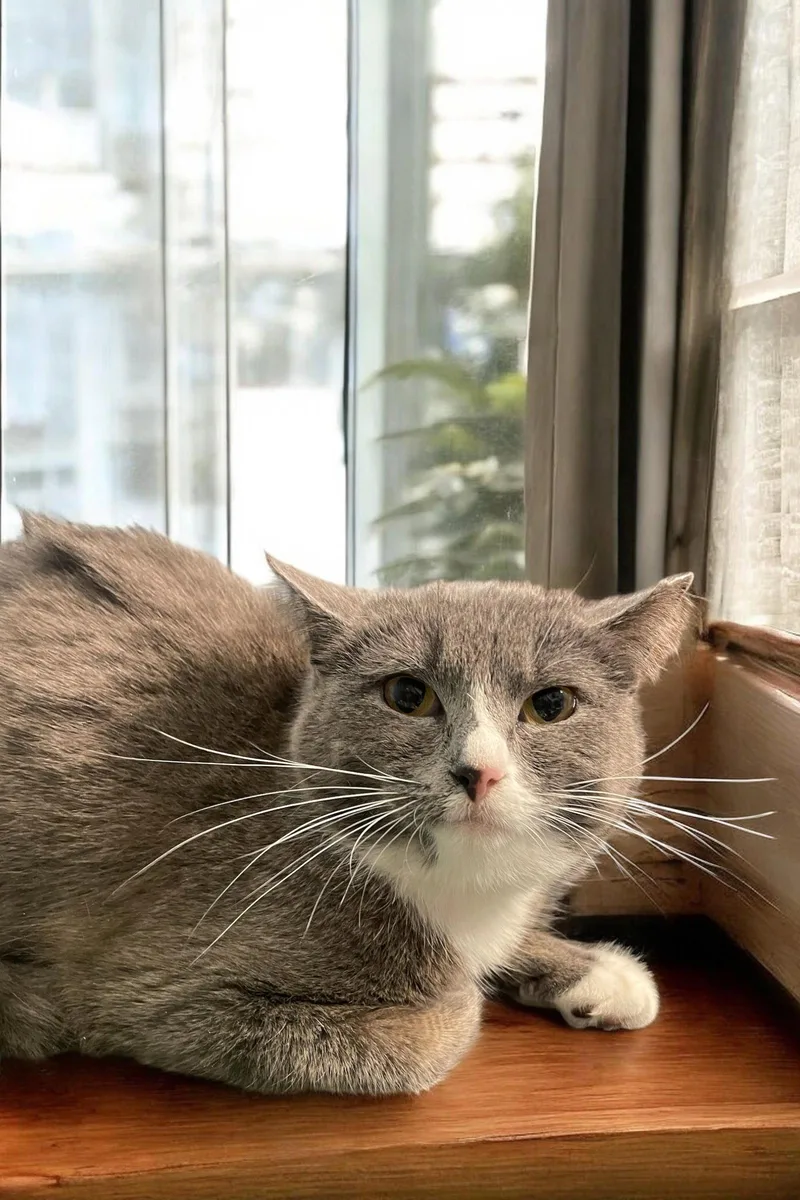 A young medium-sized female Gray & White Domestic Short Hair cat named Suki for adoption in Champaign, IL