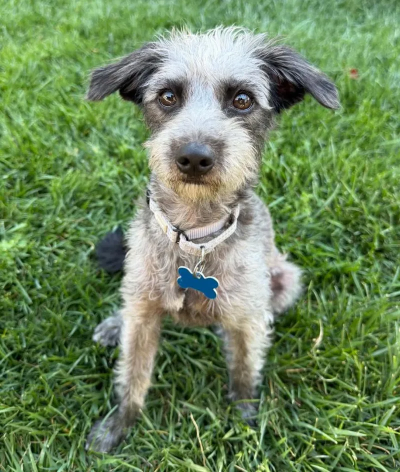 A baby small-sized female Cairn Terrier dog named Trinity for adoption in Palo Alto, CA