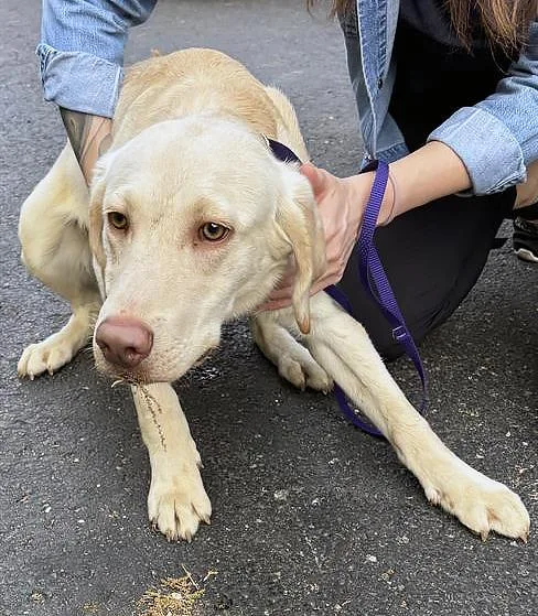 An adult medium-sized male Yellow / Tan / Blond / Fawn Mixed Breed dog named Sherbert for adoption in Nashville, TN