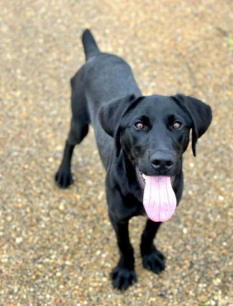 A young medium-sized male Black Labrador Retriever dog named Goose . for adoption in Watertown, CT