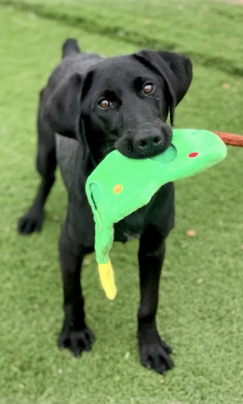 Goose . thumbnail 3
