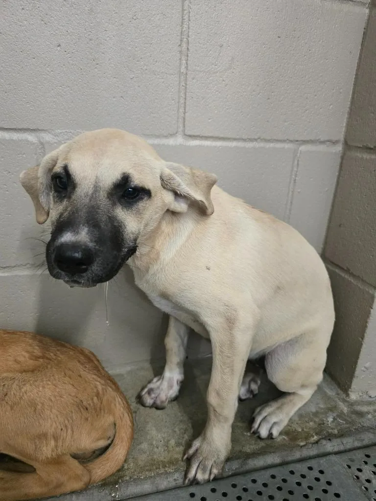 A baby medium-sized female Labrador Retriever dog named Cleo for adoption in Huntsville, TX