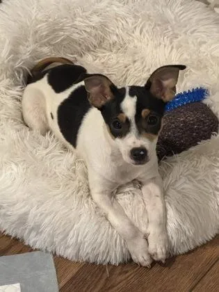 A baby small-sized female Jack Russell Terrier dog named Ritz Cracker for adoption in Sacramento, CA