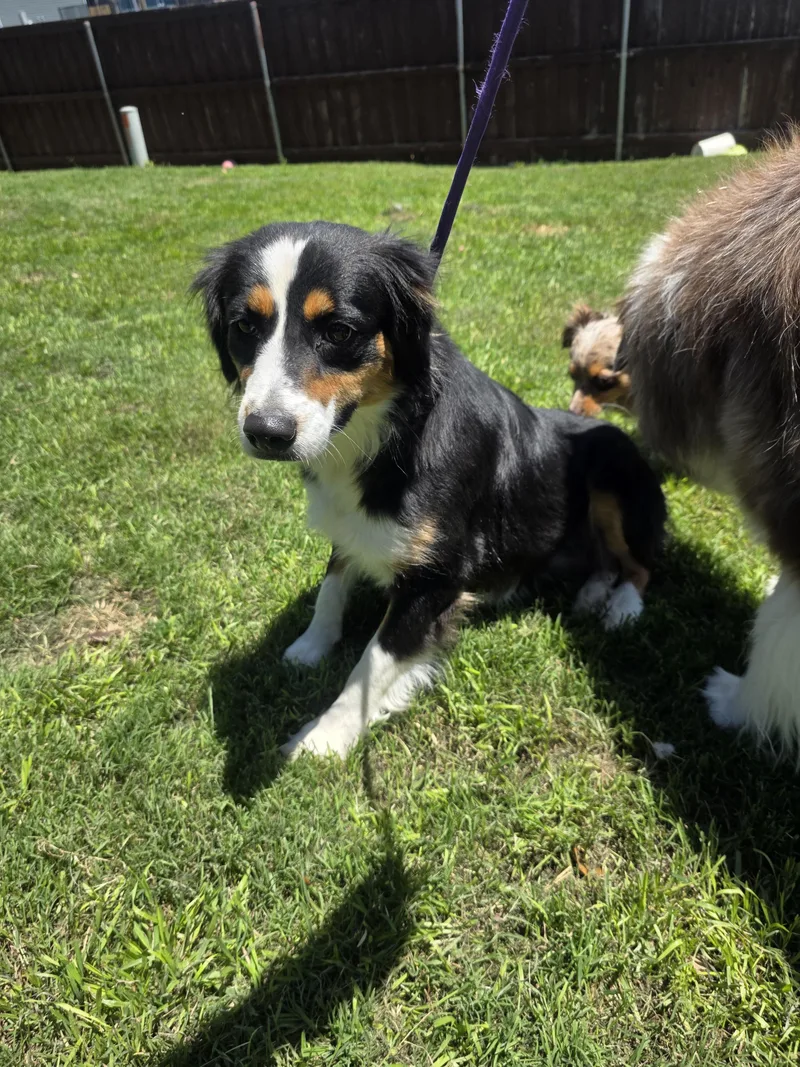 A young medium-sized female Australian Shepherd dog named Sapphire for adoption in Arlington, TX