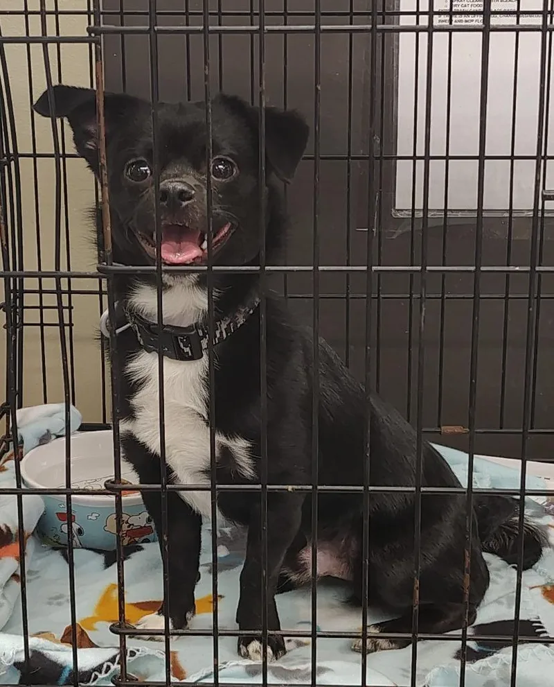A baby small-sized male Chihuahua dog named Socko for adoption in Saint Clairsville, OH