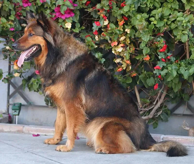 A young large-sized female Black German Shepherd Dog dog named Roxy Von Reinheim for adoption in Los Angeles, CA
