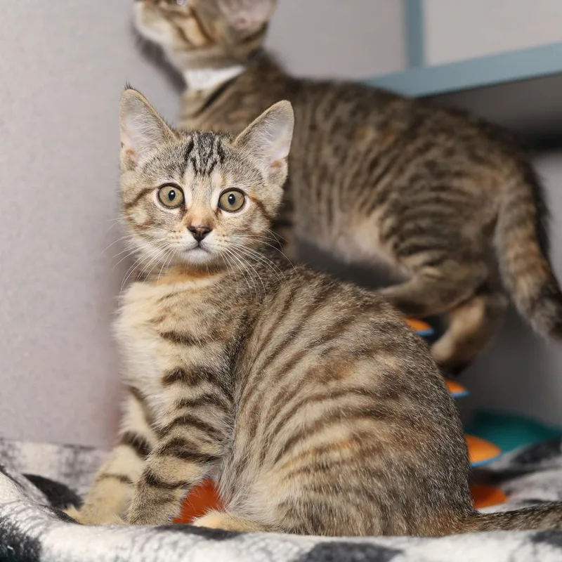A baby small-sized female Torbie Domestic Short Hair cat named Clever Gretal for adoption in Evansville, IN