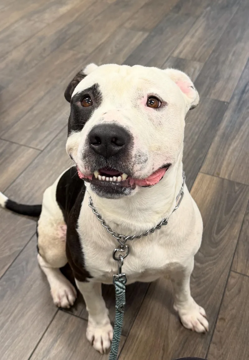 An adult large-sized male Bicolor Pit Bull Terrier dog named Bucket for adoption in Cool, CA