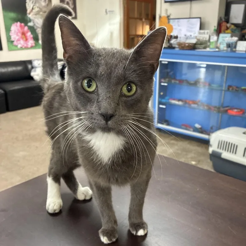 A young medium-sized male Gray / Blue / Silver Domestic Short Hair cat named Right Twix for adoption in South Haven, MI