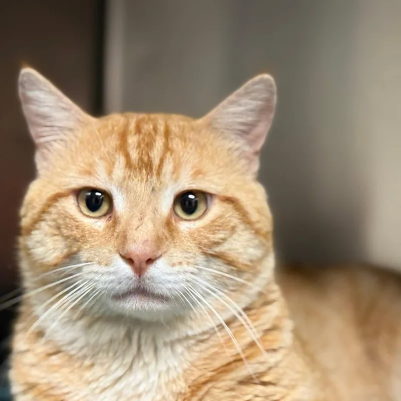 An adult extra large-sized male Orange & White Domestic Short Hair cat named Queso for adoption in Midland, TX