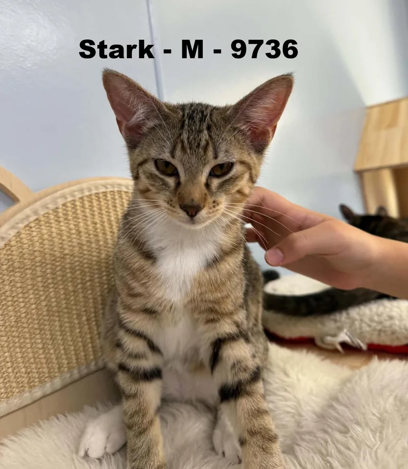 Stark thumbnail 2