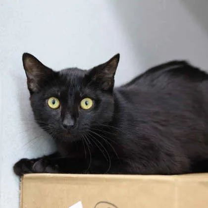 A young small-sized male Black Domestic Short Hair cat named All Might for adoption in Atlanta, GA