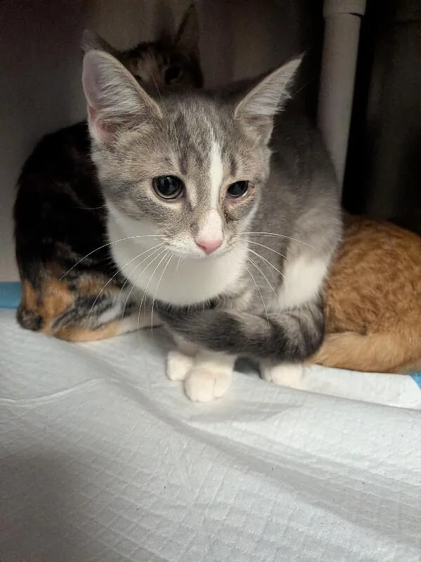 A young medium-sized female Tabby (Gray / Blue / Silver) Domestic Short Hair cat named Brown Sugar for adoption in Cincinnati, OH