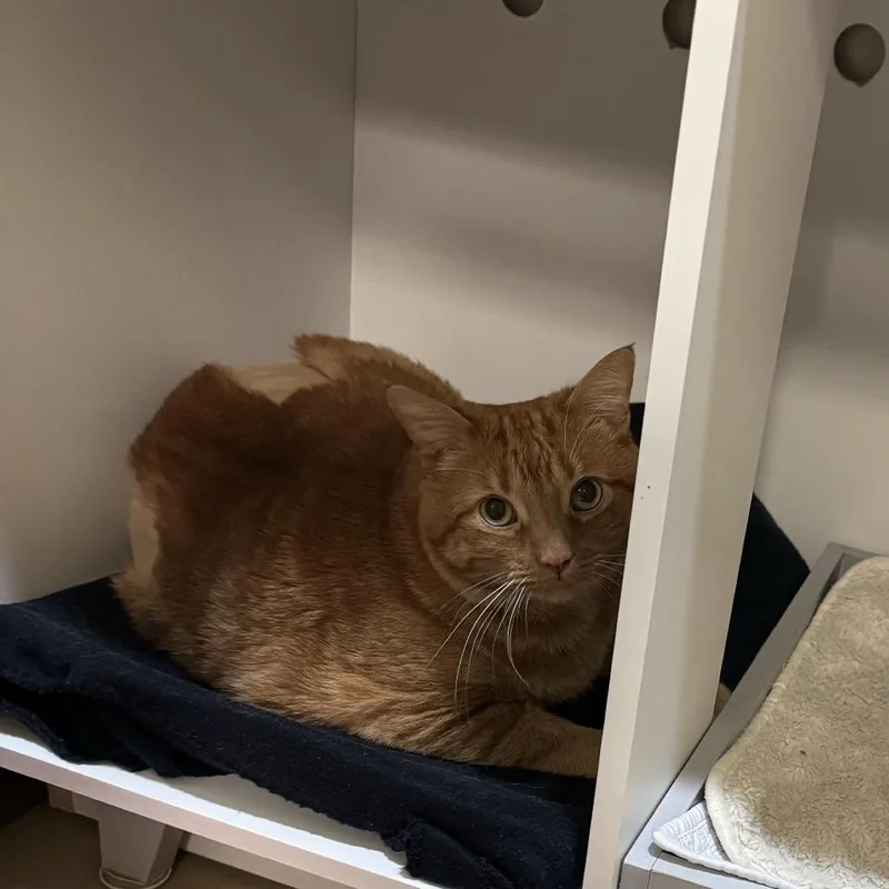 A senior extra large-sized male Orange / Red Domestic Short Hair cat named Edmund for adoption in Baltimore, MD