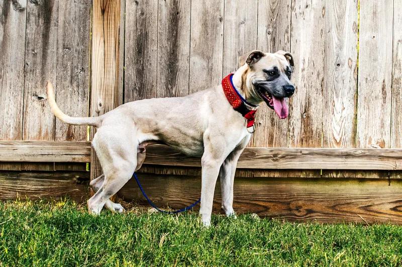 A young medium-sized male White / Cream American Staffordshire Terrier dog named Winston  CO for adoption in Magnolia, TX