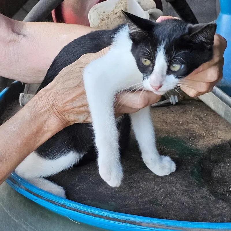 A baby small-sized male Black Domestic Short Hair cat named Bandit for adoption in Marshall, TX