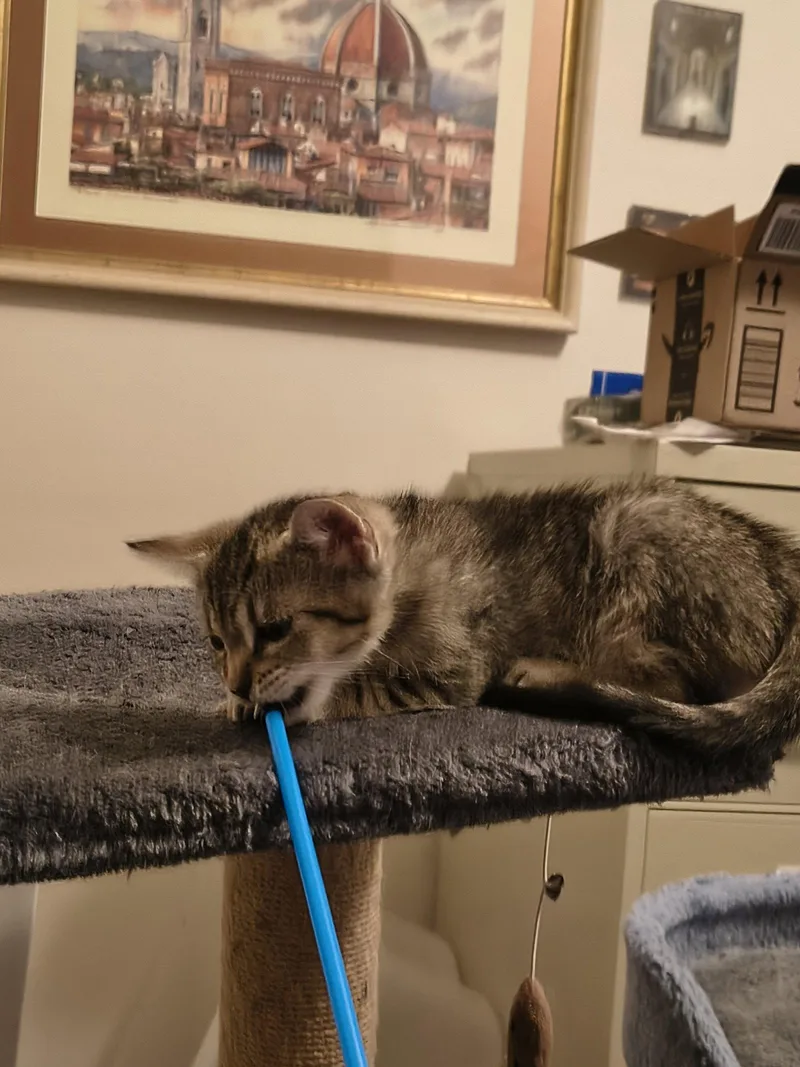 A baby medium-sized female Tiger cat named Mona Lisa for adoption in Wesley Chapel, FL