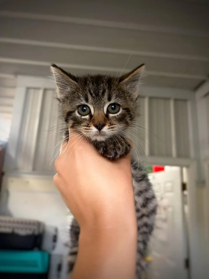A baby small-sized female Domestic Short Hair cat named Effie for adoption in Greensburg, IN