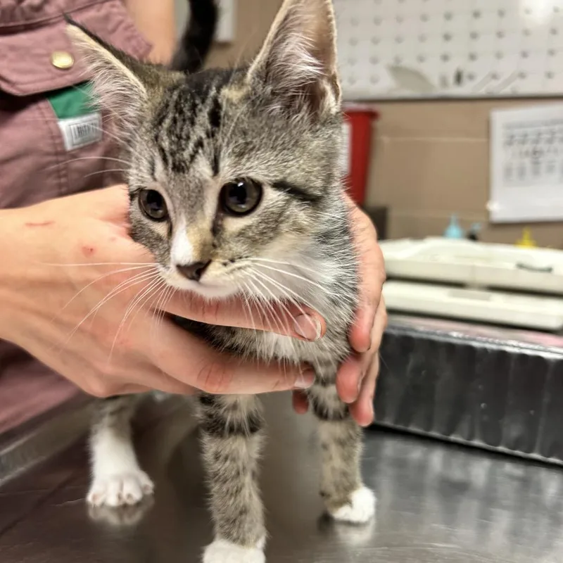 A baby small-sized female Brown / Chocolate Domestic Short Hair cat named Prue for adoption in Newport, NC