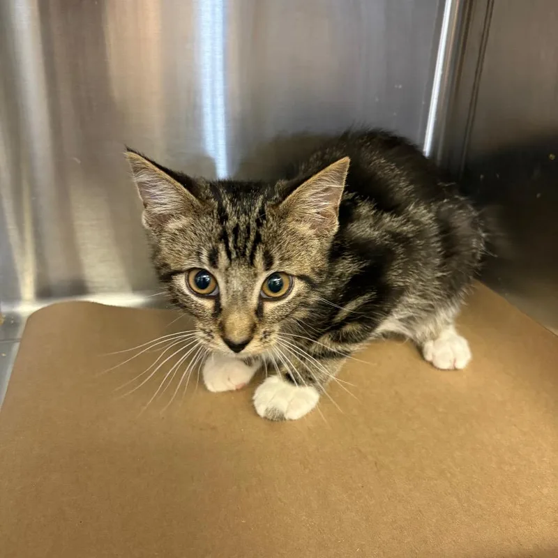 A baby small-sized male Brown / Chocolate Domestic Short Hair cat named Xavier for adoption in Lake Panasoffkee, FL