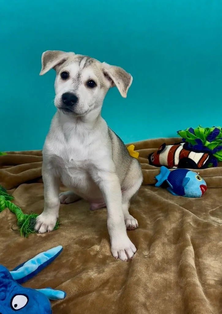 A baby medium-sized male Shepherd dog named Trout for adoption in Phoenix, AZ