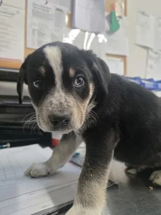 A baby medium-sized male Australian Cattle Dog / Blue Heeler dog named Hola for adoption in Sacramento, CA