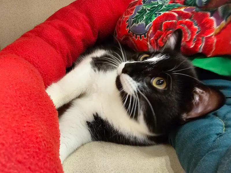 Luchiana thumbnail 2