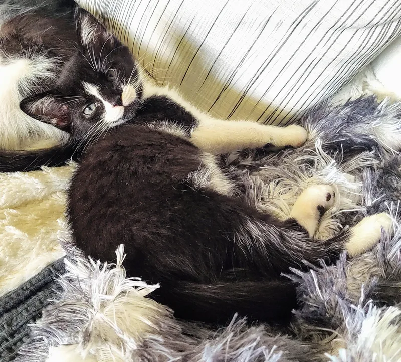 Luchiana thumbnail 3