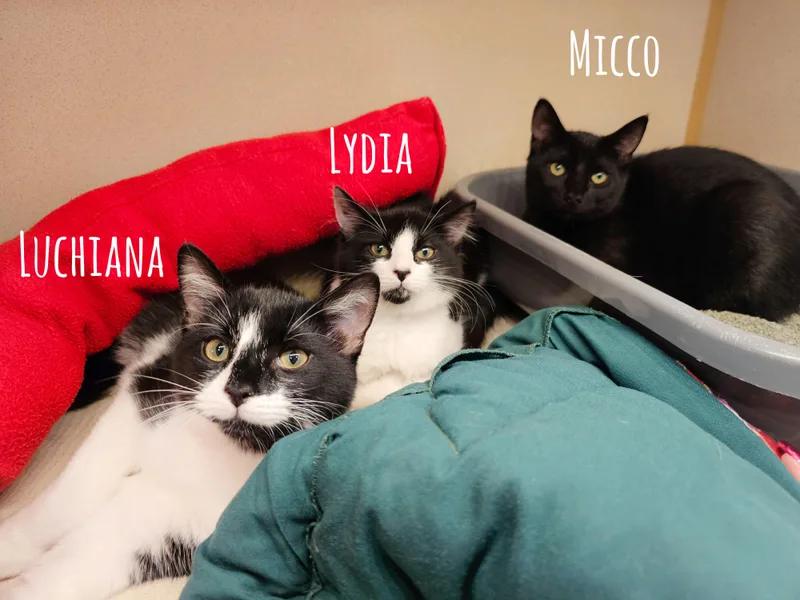 Luchiana thumbnail 4